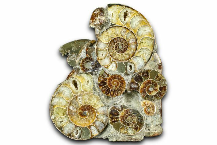 Tall Composite Ammonite Fossil Display - Madagascar #361350